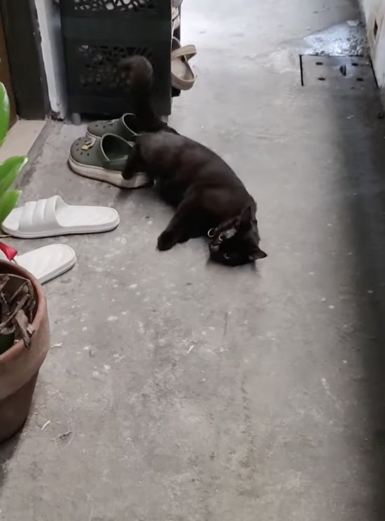 Was rushing earlier. HOW CUTE!