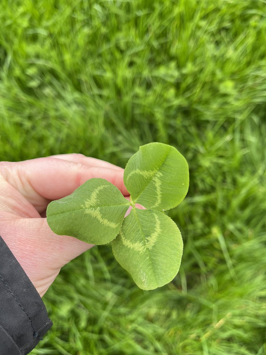 It was great to attend this event this morning with <a href="/DairyWomenIre/">Dairy Women Ireland (DWI)</a> and <a href="/TeagascGrass10/">TeagascGrass10</a> hosted by Laura Hannon in Meath. There is always something to learn! Thanks for having me 🌱☘️🐄🧑🏼‍🌾