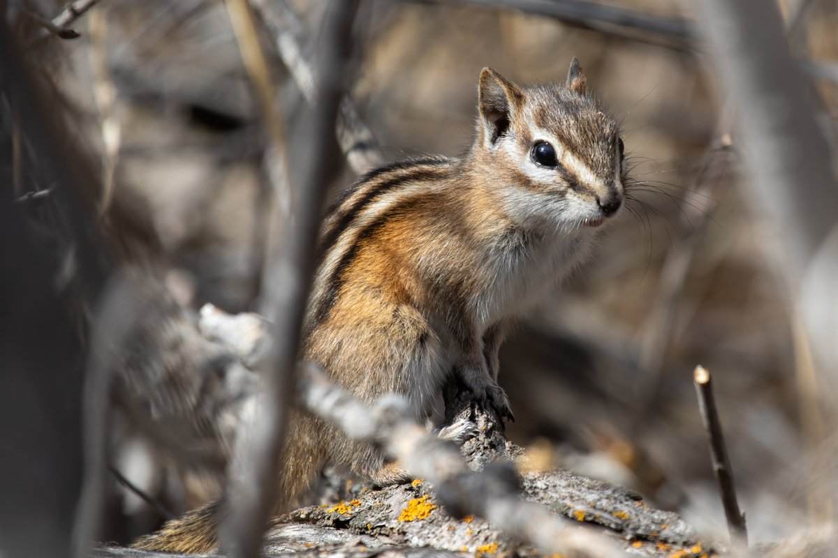The least chipmunk (Tamias minimus) is the smallest chipmunk in North America, but what they lack in size they make up for in ADORABLE