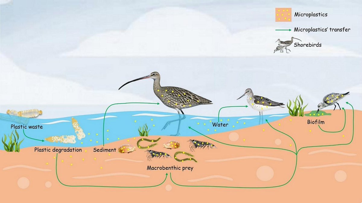 The threat of microplastics: Exploring pollution in coastal ecosystems and migratory shorebirds along the west coast of India | Marine Pollution Bulletin | sciencedirect.com/science/articl… | #ornithology #waders #shorebirds