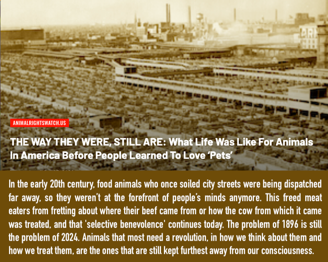 animalrightswatch.us/?p=775409
#AnimalRights #AnimalLiberation #AnimalJustice #AnimalWelfare #AnimalEthics #AnimalAdvocacy #AnimalCruelty #AnimalSentience #AnimalAgriculture #Speciesism #EndSpeciesism #FactoryFarming #EndFactoryFarming #Veganism #Vegan #GoVegan #EmptyCages #EmptyTanks