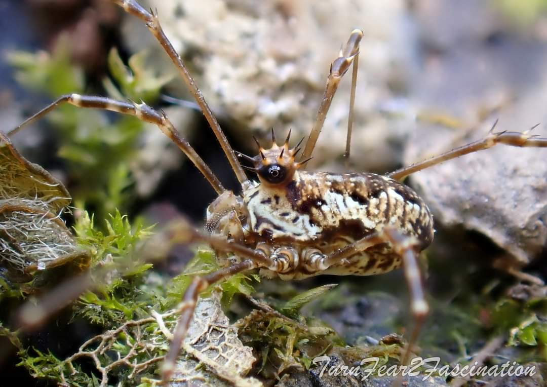 Megabunus diaema with its bulging eye turret (ocularium), crowned with impressive spikes is a species of Opiliones that one would have trouble confusing with any other of the UKs Harvestmen. #TurnFear2Fascination