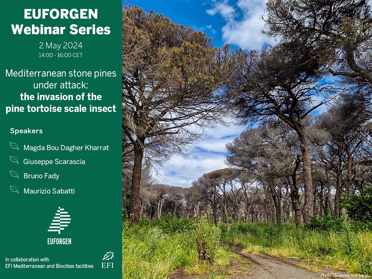 📢Join @magdaboudagher (#EFIMED), Bruno Fady (@INRAE_Intl), Maurizio Sabatti (@unitusviterbo), & Giuseppe Scarascia (@europeanforest Biocities) as they explore the threat posed by the pine tortoise scale to stone pines! 🗓️2 May 🕑14h CEST Register now!👉eventbrite.es/e/euforgen-web…