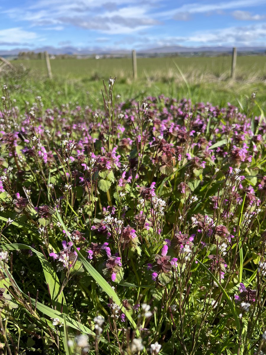 A fabulous swathe of Red Dead-nettle growing with Hairy Bitter-cress where construction churned up the topsoil last winter, exposing the seed bank. Great for early pollinators, and so named as the leaves are like nettle but stingless ('dead'). plantatlas2020.org/atlas/2cd4p9h.…