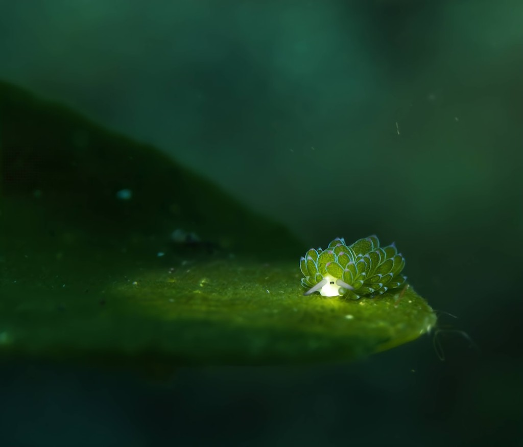 🍀 The underwater world hides these tiny wonders. Explore the diversity of marine life, and you might spot a leaf sheep sea slug! 🌊 #seaslug #nature

Read more 👉 lttr.ai/ARyjm

#seaslug #marinelife #oceanwonders #leafsheepseaslug #nature #underwaterworld