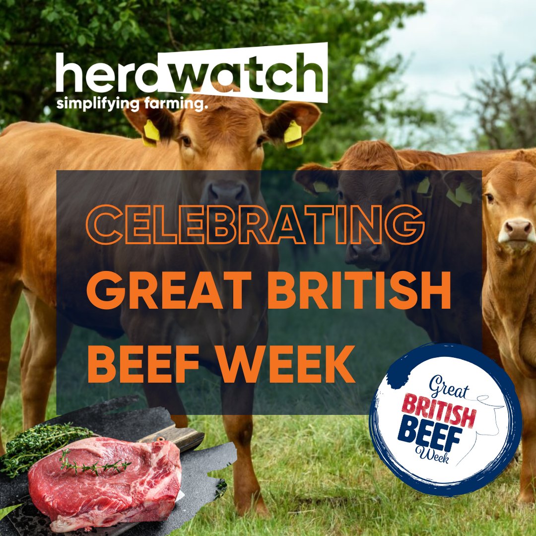 It’s #GreatBritishBeefWeek! 🥩🇬🇧 Herdwatch is proud to be part of the celebration which aims to showcase the versatility and high production standards of British Beef 🍴 Read more ⬇️ hubs.li/Q02v2_fl0 #GBBW24 #NaturallyDeliciousBeef