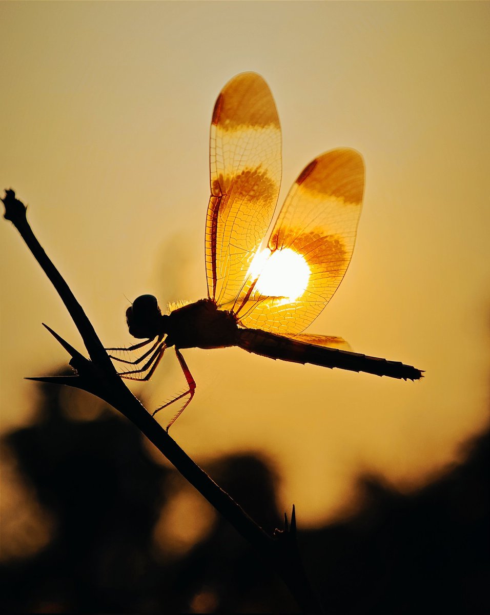 When the sun hits the dragonfly juuust right. 👌 #ShotOnSnapdragon by @Parthac121 with a #Snapdragon 8 Gen 3 powered @Xiaomi 14.