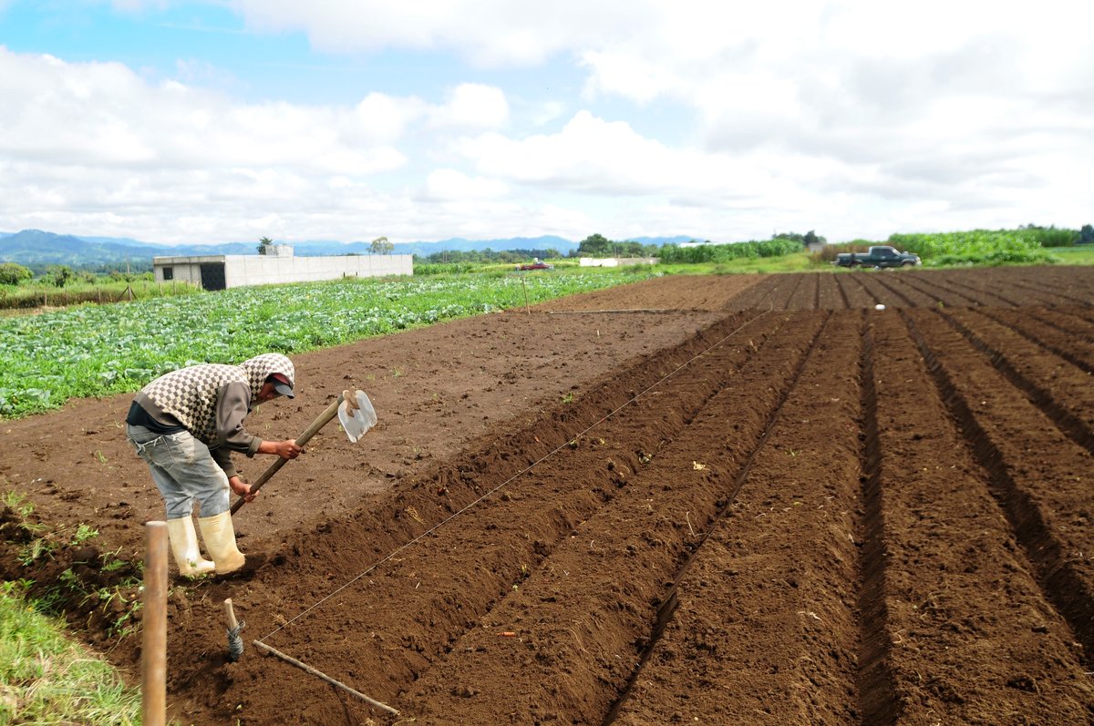 ¿Pueden los pequeños agricultores de #Centroamérica exportar café a la Unión Europea tras la entrada en vigor de la nueva legislación contra la deforestación? Conoce la respuesta en este blog post: wrld.bg/2aZj50Rgbkh