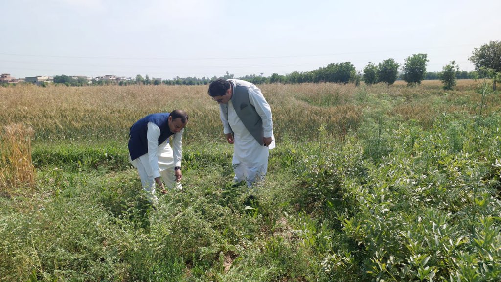 Visit to wheat-legume #intercropping #livinglabs in Peshawar, KPK under our @Legumnose_EU project. #SoilHealth #SustainableAgriculture #HorizonEurope @PathanShamina @DagriUnifi @EuropeanCommiss