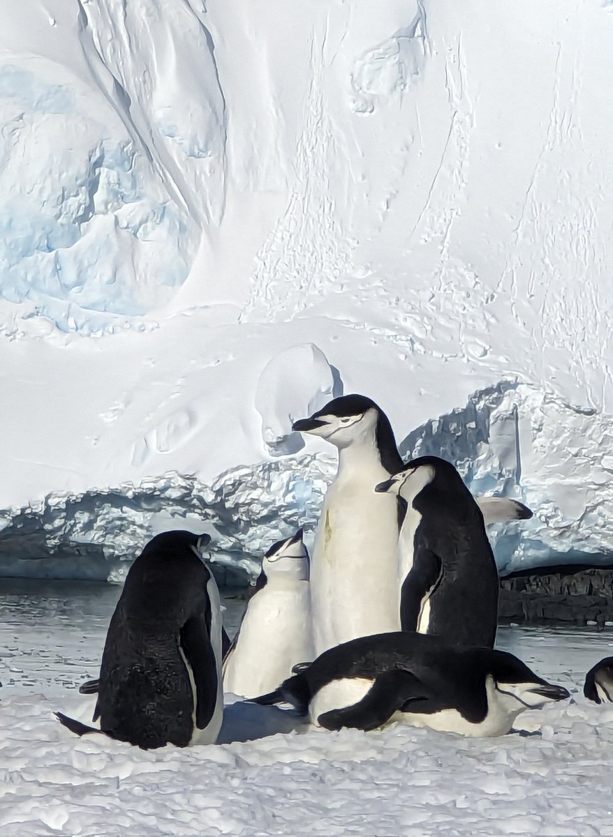 Happy Penguin Day 🐧🐧🐧 #Penguins #penguinday #worldpenguinday Chinstrap penguin pic taken by me in #Antarctica with @HomewardBound16 in Nov 2023