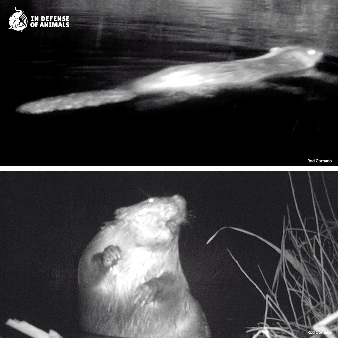 These are the #beavers we are trying to save whose images were captured on a trailcam. We are working to fund & install a beaver flow device in #Vermont that will protect this beaver family for generations to come. Can you help? bit.ly/49RvCi7
RT bit.ly/3xZhDcO