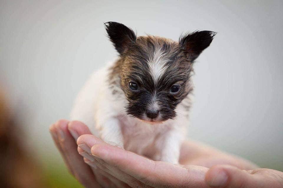 Cvitu je dosta vas vidilo, pa evo Katja. Bila je najmanja u leglu. Mrvica🥰