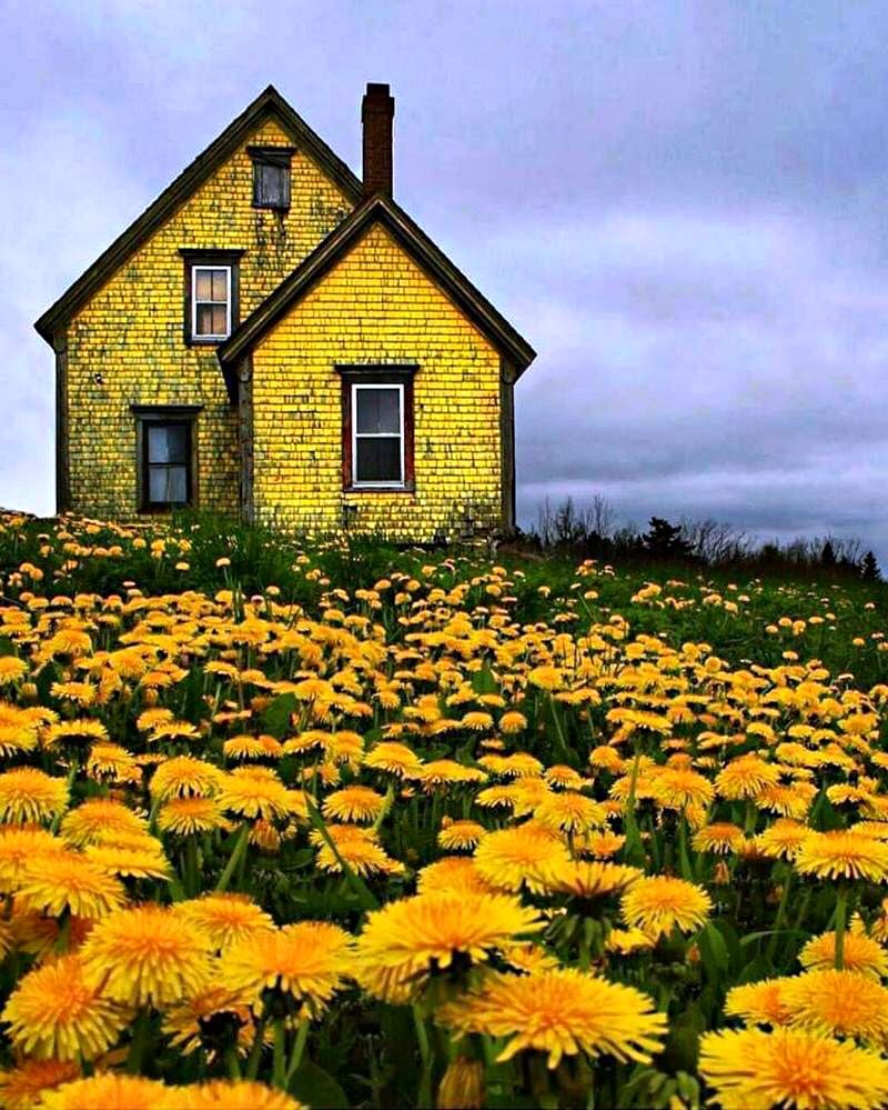 Abandoned Yellow House in Nova Scotia, Canada 🇨🇦