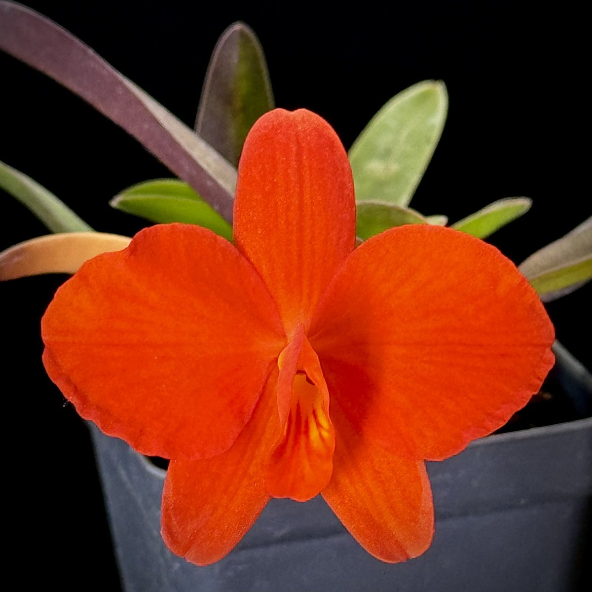 I’ve had a bit of dry spell of new orchid flowers - especially Cattleyas. I found this Sophronitis flowering outdoors to break the dry spell for a day.

Cattleya coccinea
  (var xanthoglossum x coccinea 4N)

🌱sky #orchids #gardening #plants #houseplants #flower 🌴📷