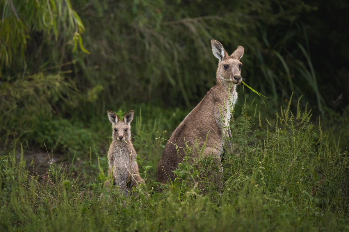 Mist3h's tweet photo. Some happy  #kangaroos hanging out just half a street away from me today. Both having a little afternoon nibble on some grass! https://t.co/Bl0o8szVZq