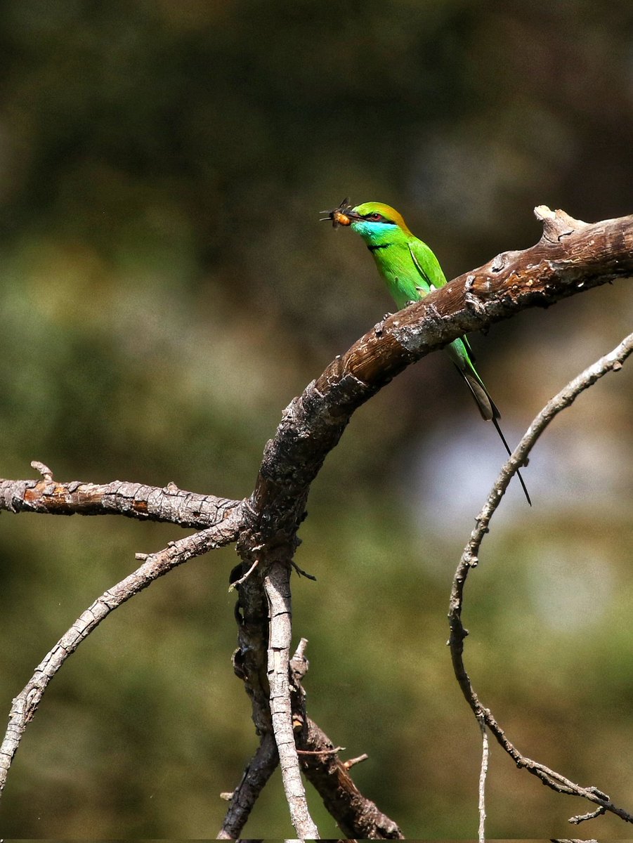 Asian green Bee-eater 
Kanha MP India 
March 2024
#contact_for_safaris #big5safarisz 
#little_brown_job 
#Walk_with_Me
#planetearth #TheMysteriousWorld  #hiddenindia 
#greenplanet 
#wildasia 
#Follow_Me
#naturelover 
#roadtrips
#ourplanetearth 
#tribals 
#adventure_lovers