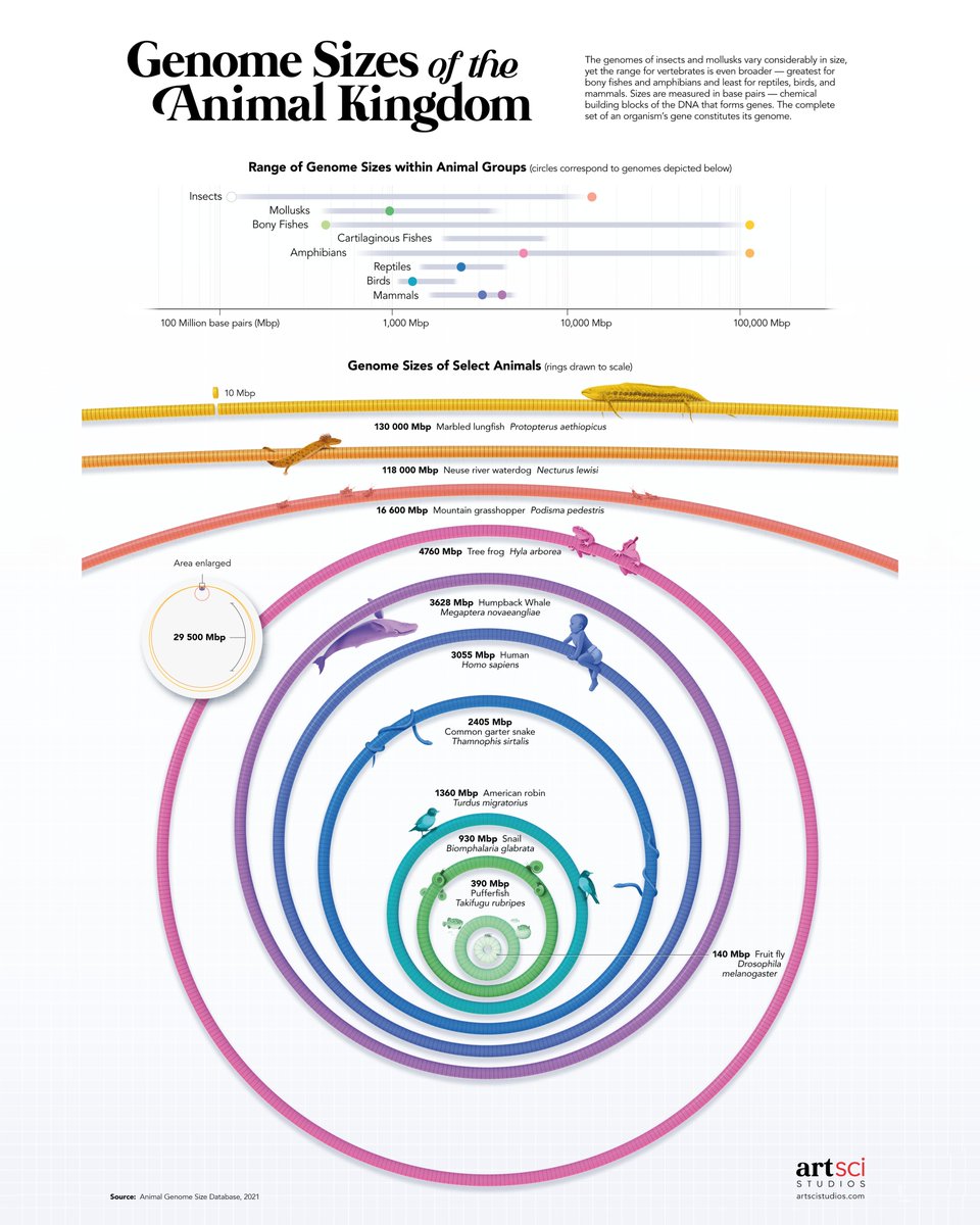 Happy #DNADay! 🧬 This is one of my favourite pieces I made for @sciam about genome sizes across select species. Was really fun to make this! #science #DNA #genome #infographic #sciart #genomics #genetics #genes