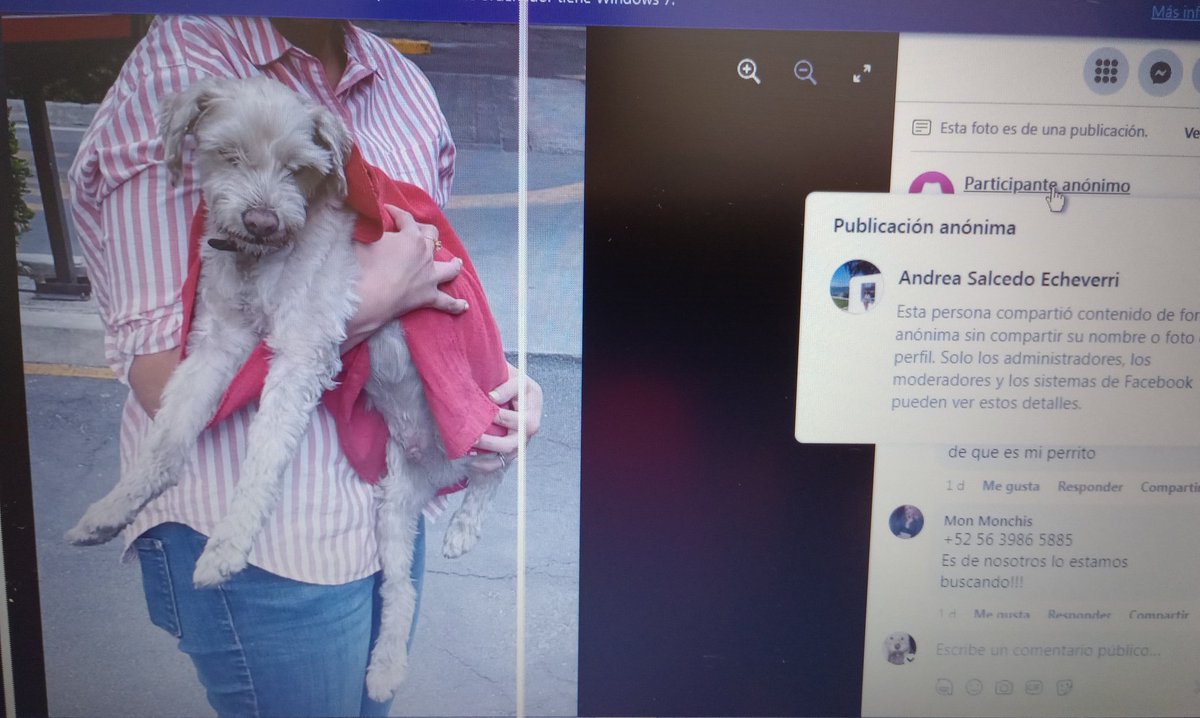 @MascotasSismo @por_perros @A_VCarranza @evelyn_parraA Ella lo rescató pero no podemos localizarla, el perrito es mayor y necesita cuidados, porfa ,si alguien la conoce y todavía tiene el perrito a su resguardo, comunícate Muchas gracias