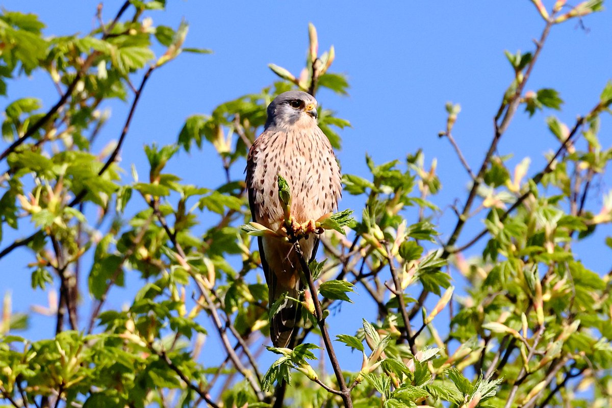 Kestrel male Holywell, Northumberland.