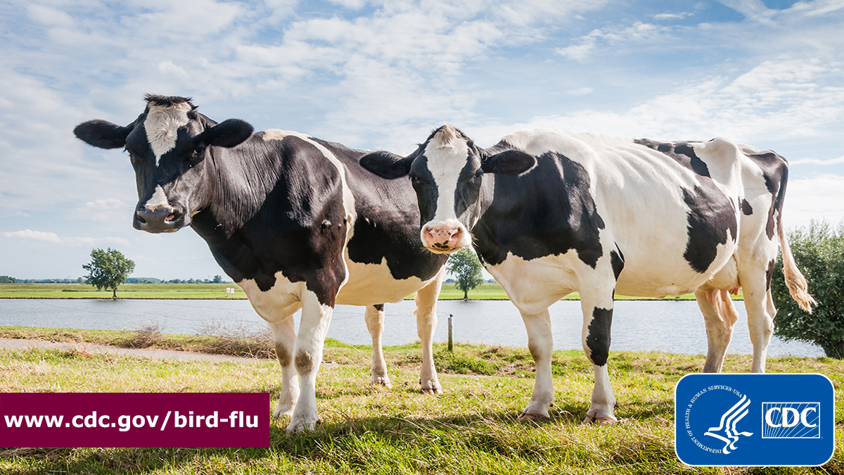 Hearing about #H5N1 bird flu in dairy cows? CDC continues to respond to this public health challenge and is working with @USDA_APHIS, @FDA, state public health & animal health officials. Read the latest: bit.ly/4debKbQ