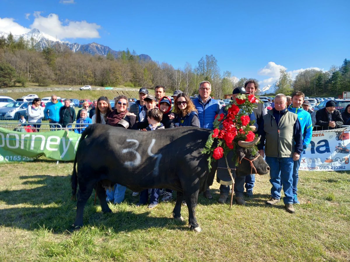 AmisdesReines's tweet photo. LUMIÈRE, MANDA E IRIS
REINES #25aprile2024 a CHALLAND-ST-VICTOR
1º di Prima categoria LUMIÈRE dei Frères Pinet di Issogne. 
1º di Seconda categoria MANDA di Dario Betemps di Saint-Christophe. 
1º di Terza categoria IRIS di Ugo Jans di Perloz.
#VivelesReines https://t.co/TovwjvxQ7y