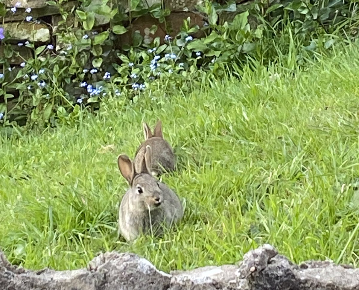 Cute bunnies munching flowers outside my kitchen window 😍 🐇 🐇