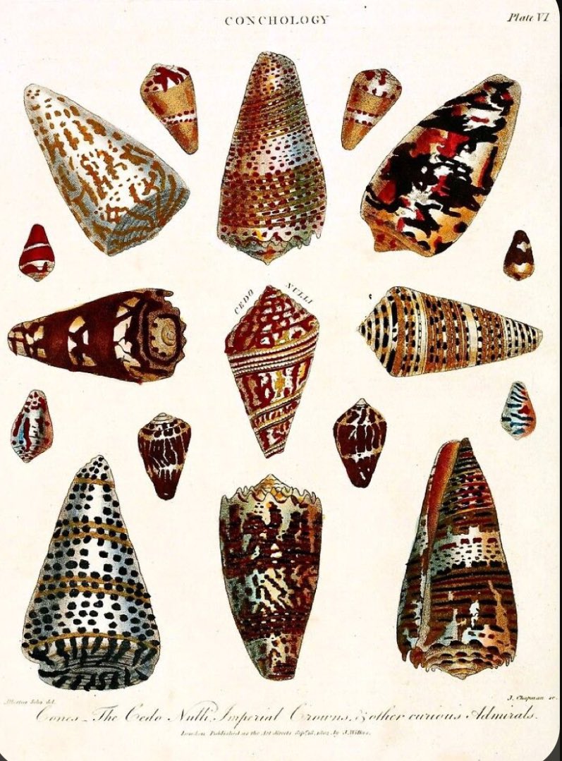 Andy404040's tweet photo. The Legendary Glory-of-Bengal Cone (Conus bengalensis) from the collection

Occurring off the Bay of Bengal, the Andaman Sea, Burma &amp; Thailand

Collected at 80-100m depth off Koh Racha, Phuket, Thailand by a local fisherman in January 2020 

@LinneanSociety @BNAscience @Nat_SCA https://t.co/EykbgPLFwA