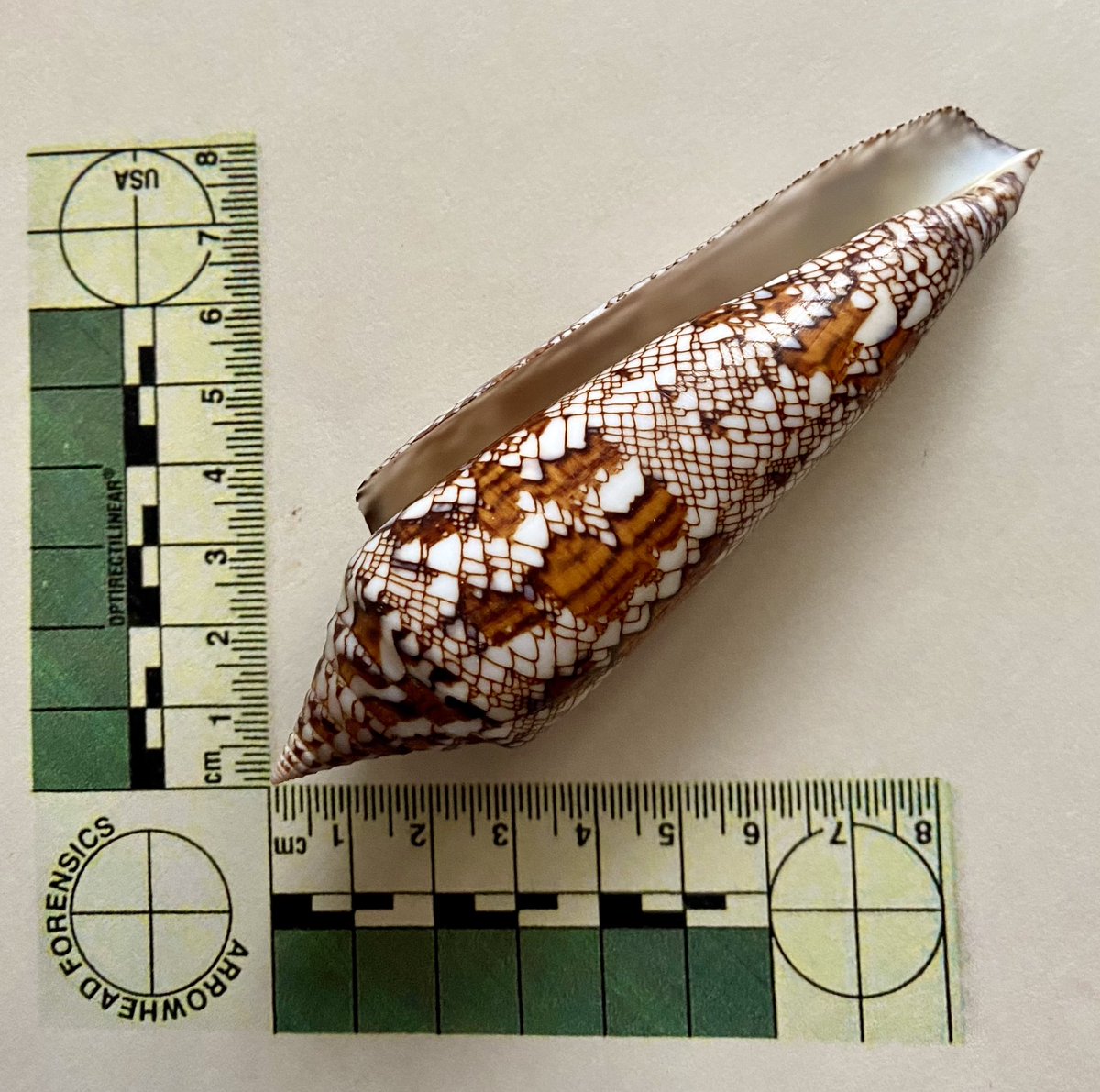 Andy404040's tweet photo. The Legendary Glory-of-Bengal Cone (Conus bengalensis) from the collection

Occurring off the Bay of Bengal, the Andaman Sea, Burma &amp; Thailand

Collected at 80-100m depth off Koh Racha, Phuket, Thailand by a local fisherman in January 2020 

@LinneanSociety @BNAscience @Nat_SCA https://t.co/EykbgPLFwA
