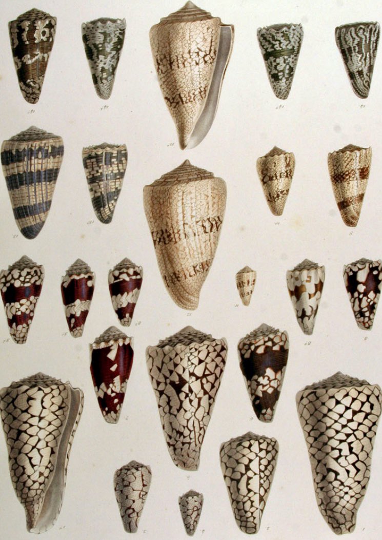 Andy404040's tweet photo. The Legendary Glory-of-Bengal Cone (Conus bengalensis) from the collection

Occurring off the Bay of Bengal, the Andaman Sea, Burma &amp; Thailand

Collected at 80-100m depth off Koh Racha, Phuket, Thailand by a local fisherman in January 2020 

@LinneanSociety @BNAscience @Nat_SCA https://t.co/EykbgPLFwA