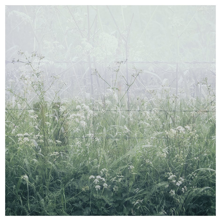 Cow Parsley, barbed wire and drizzle.