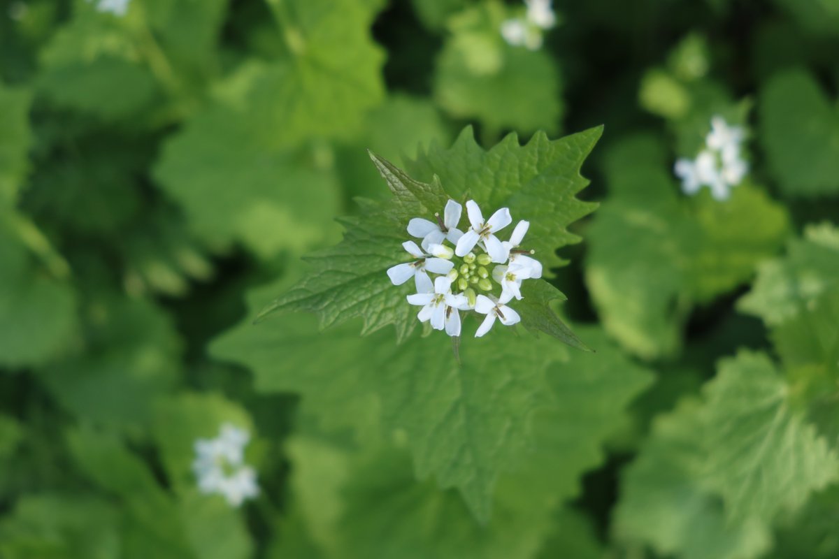 Garlic mustard now in bloom along the hedgerows.
