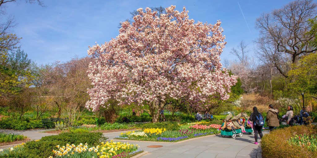 Stop and smell the roses...and the tulips, and the cherry blossoms, and basically everything else before it's too late!🌷 If you've been slacking on spring, our Spring Guide to Central Park can help you frolic in the flowers before summer steals the show. bit.ly/3To6niq