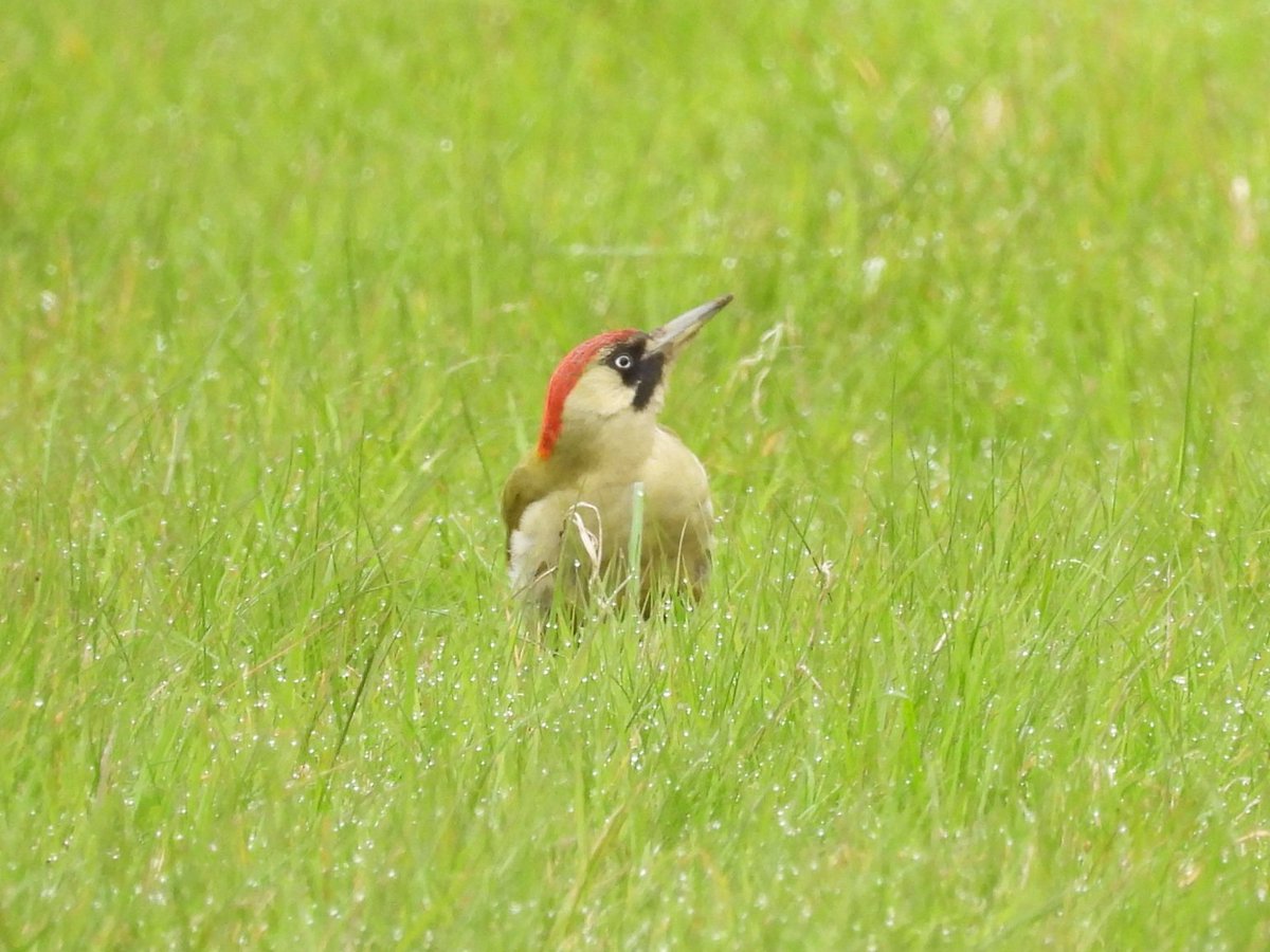 Green Woodpeckers this morning in the sheep field at Beeston bump