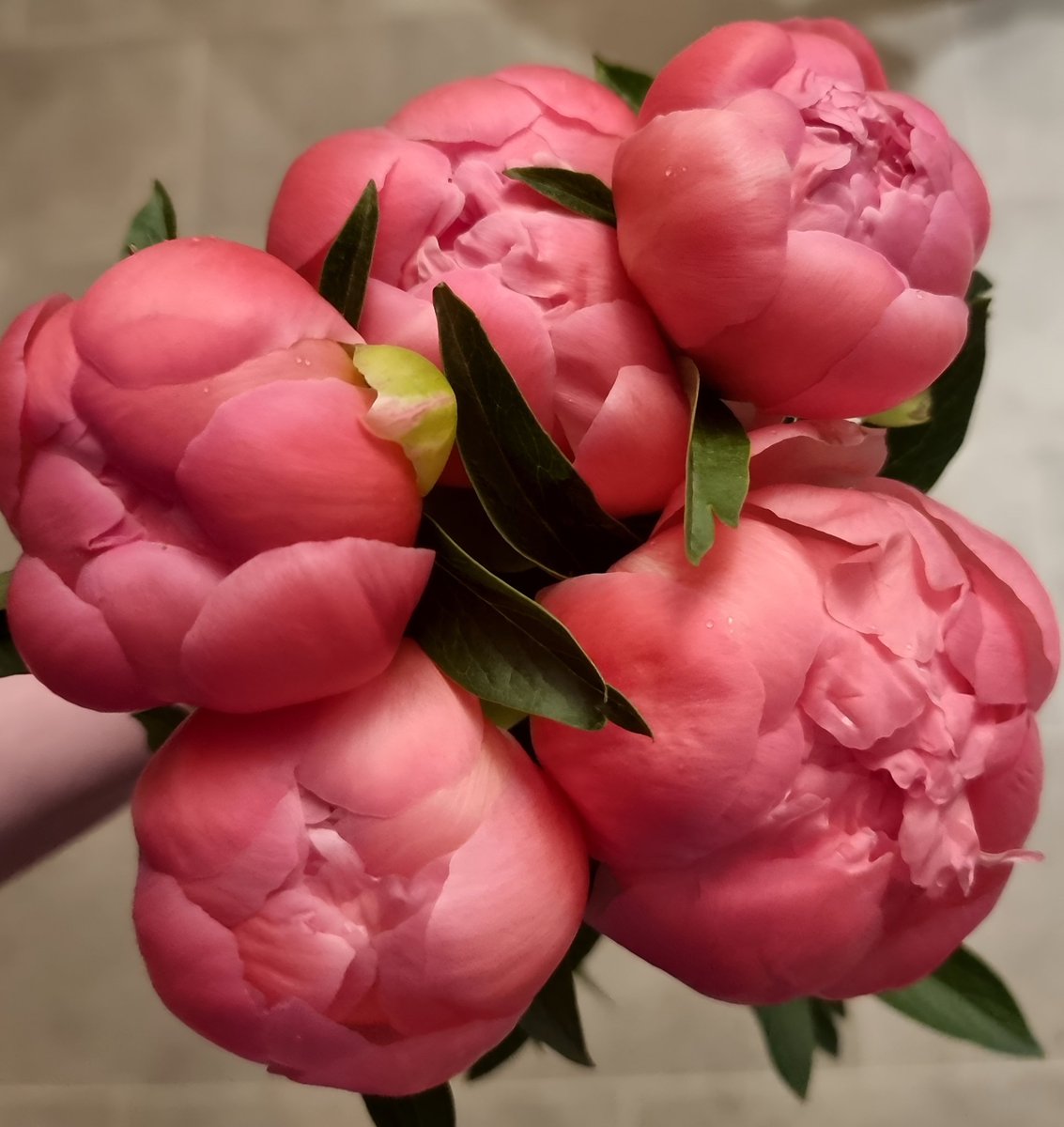 Potentially an unpopular opinion, but I think peonies are better than roses. There. I said it.