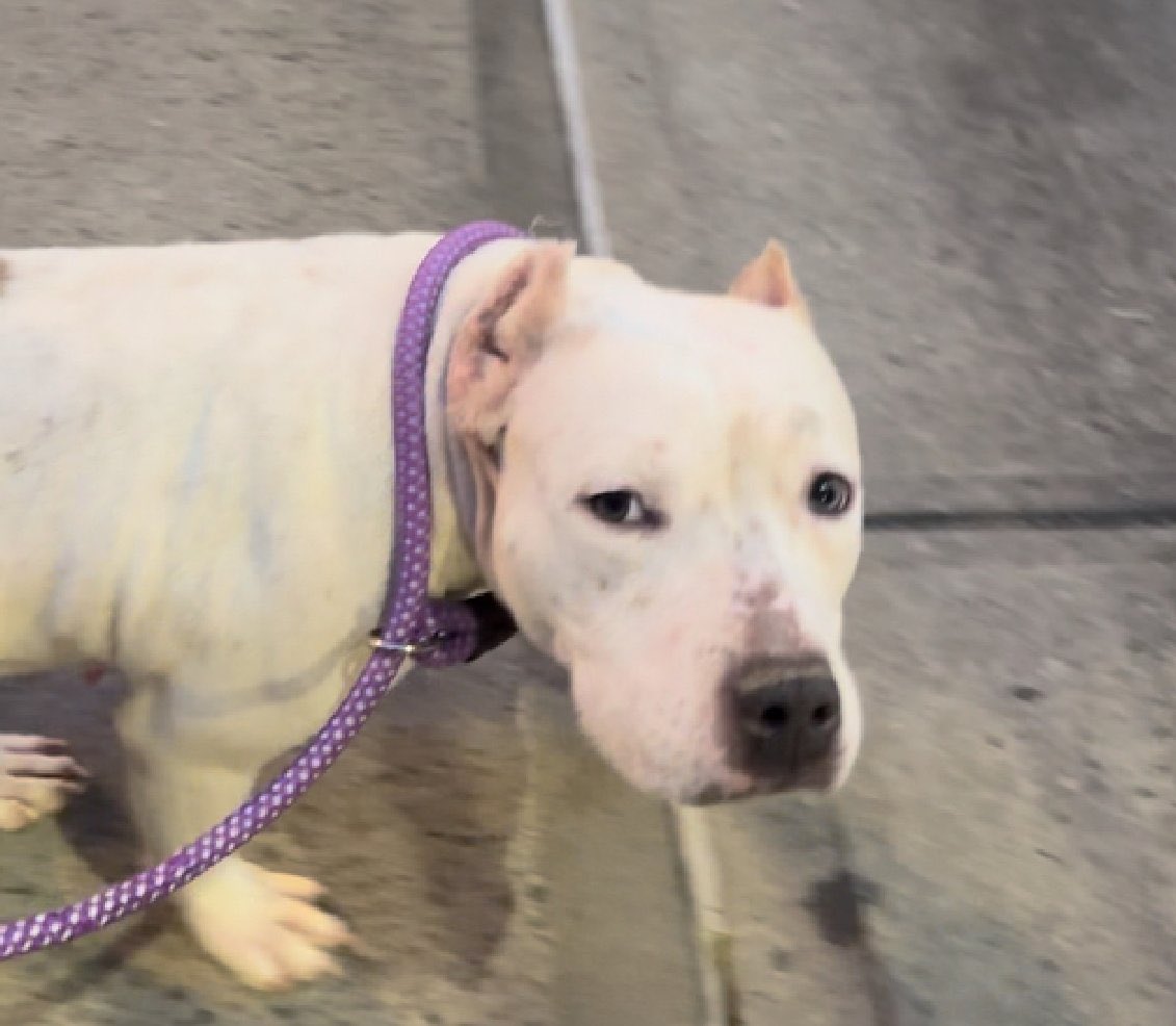 🆘🆘HOPE #NYCACC KILL☠️COMMAND Found stray in Feb Has #RESQ interest Very scared/always looking 4 an exit or place 2 hide Extremely stressed/chewing on bars & walls Likes walks &🍖🧀🦴 #RT #PLEDGE #FOSTER 📧nycdogslivesmatter@gmail.com DM @notthesameone2 #194191. 6yrs