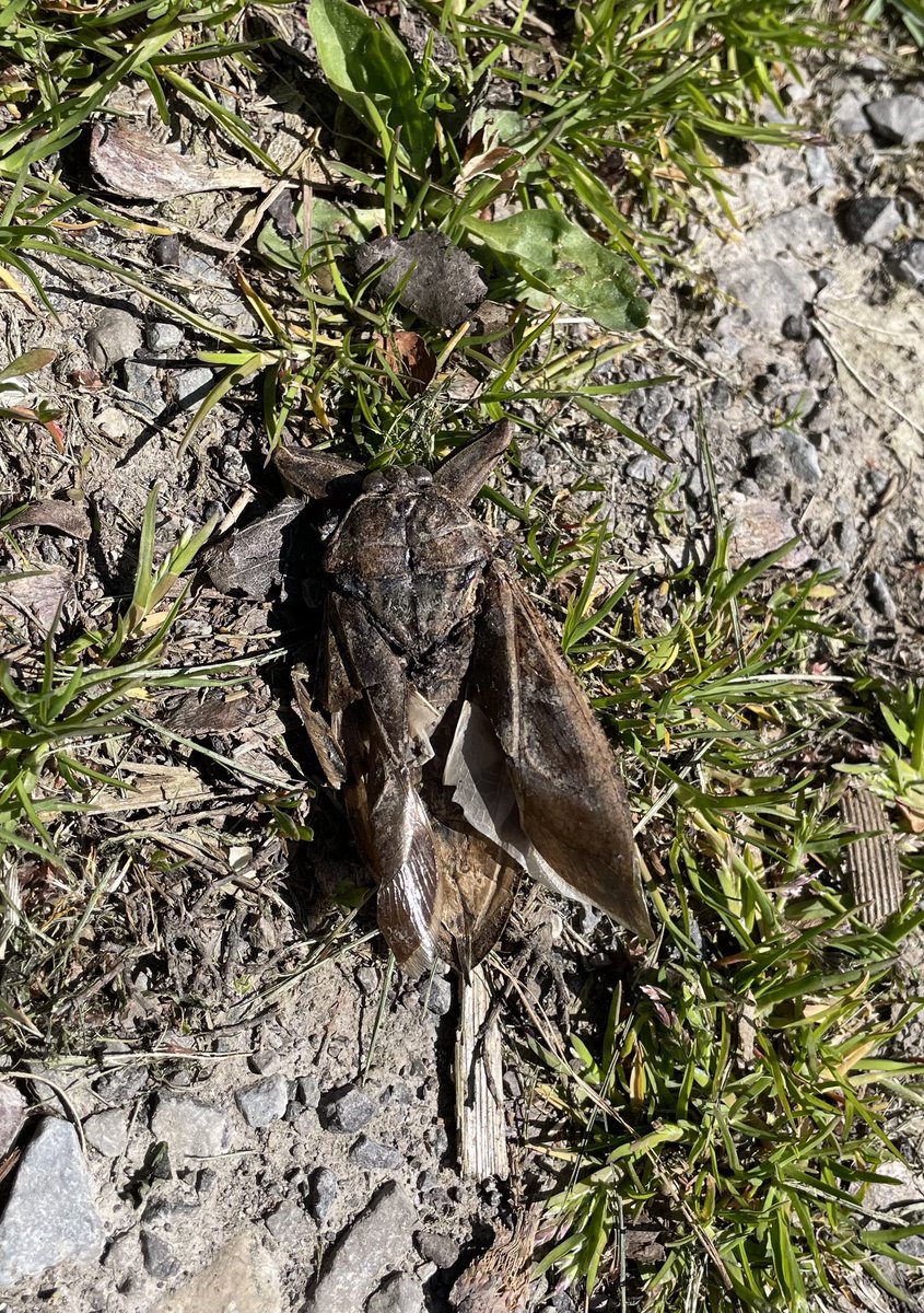 Kim Hessels tweet media