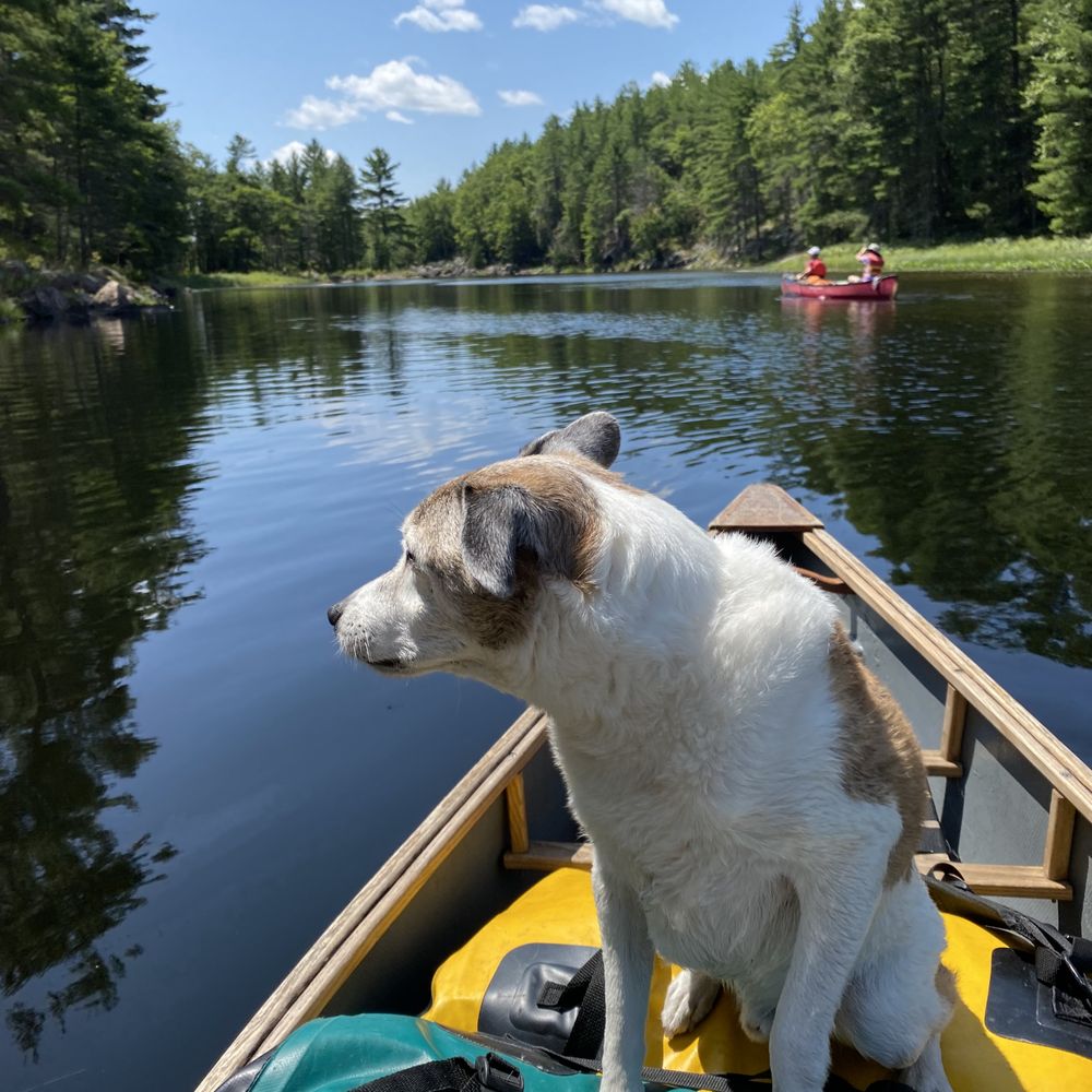 Everyone loves lake days, even our furry friends!

📸 google images

#lakes #lakelife #lakelifestyle #lakeliving #lakehomes #lakehomesrealty #lakehouses #lake #onthelake #atthelake #kayak #boating #lakevibes #lakestyle