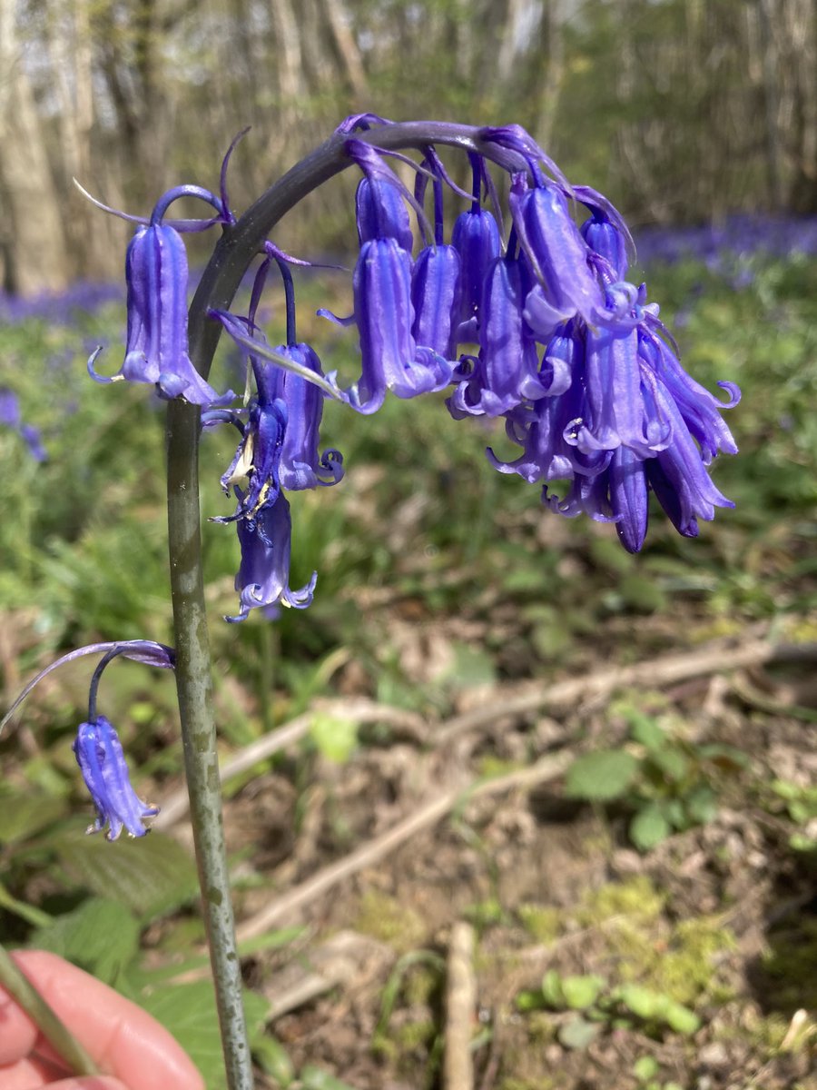 The number of bells increase with maturity as the bluebell bulb & root system increases in size to manage the additional load It takes up to five years for a seed to transform into a bulb even before the first flower appears