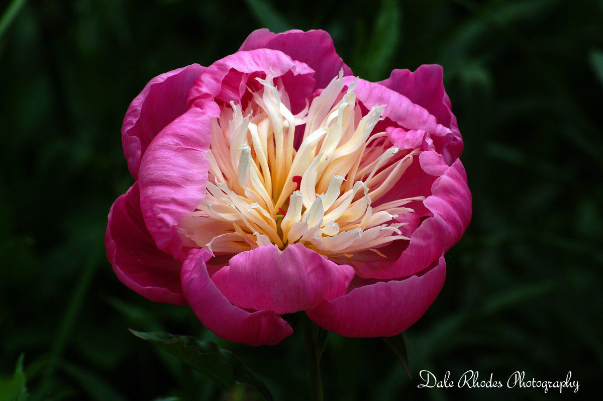 @tomlin_bruce #pink #botanicalgarden #nj