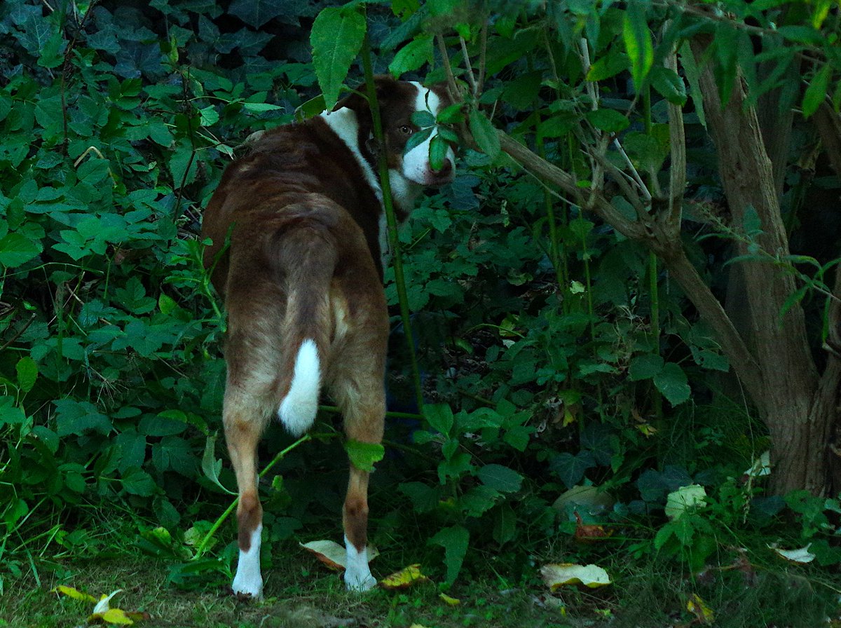 Hi people ! Ich weiß,dass ihr mich nicht sehen könnt,aber ich bin im brasilianischen Regenwald und hab' mich versteckt ! #Dogs #Brazil #NOSE