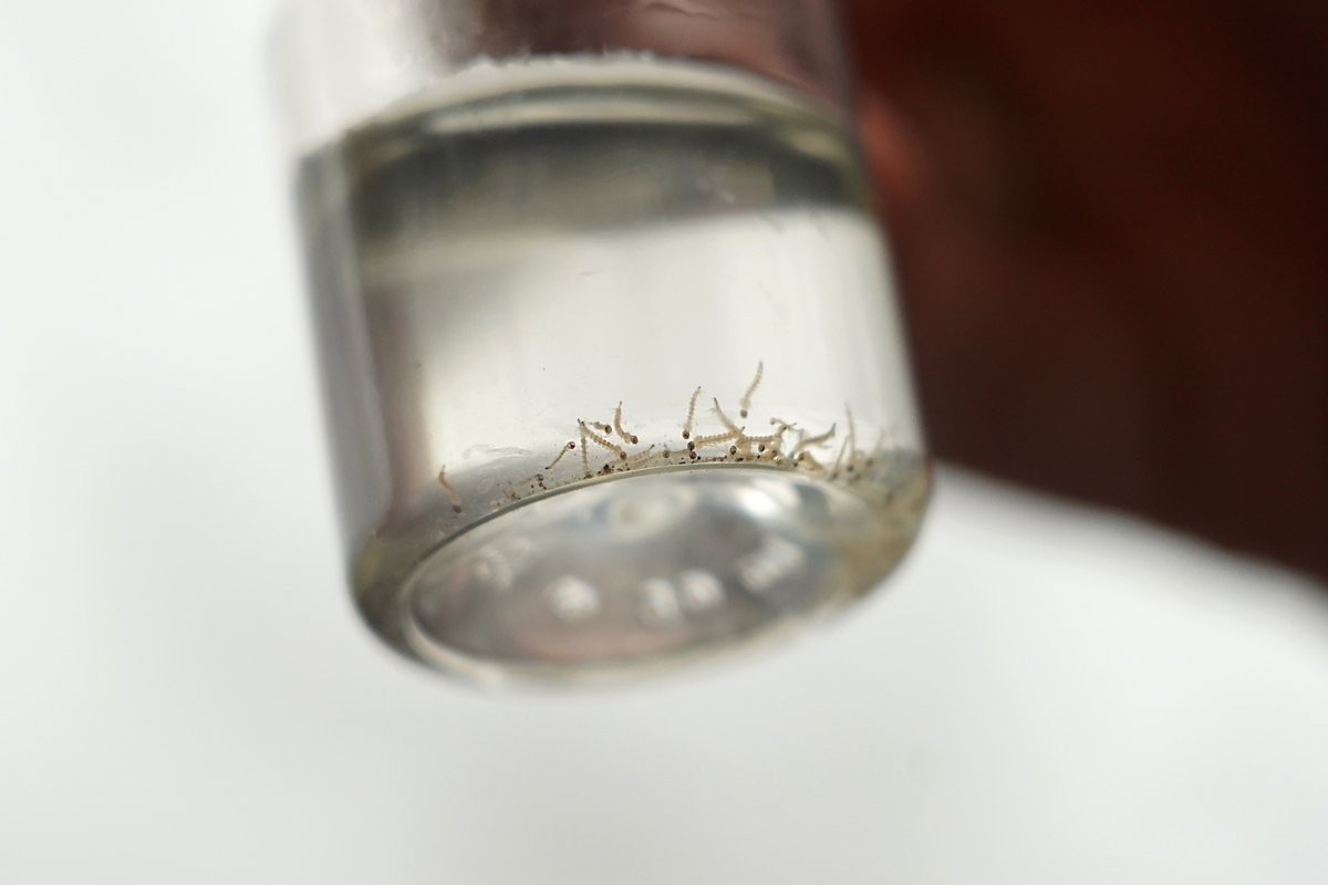 🦟Las larvas de Aedes aegypti son capaces de “respirar” bajo el agua. Investigadores de <a href="/Exactas_UBA/">Exactas UBA</a> comprobaron que, al contrario de lo que se creía, pueden sobrevivir completamente sumergidas, sin oxígeno atmósférico, una sobrevida que es mayor a temperaturas más bajas.❄️