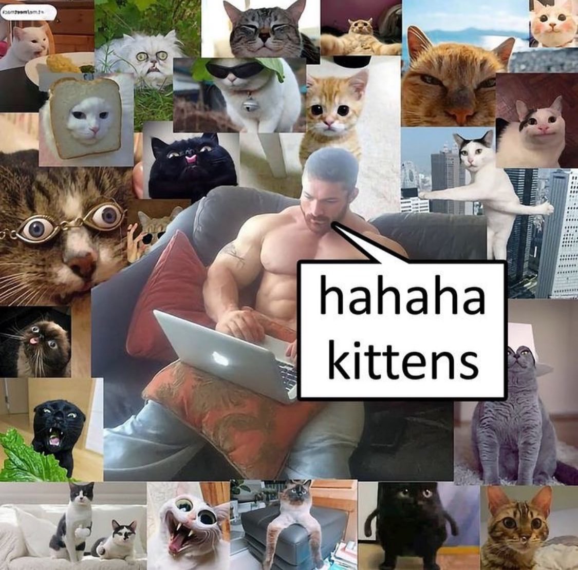 Punch Cat (@punchingcat) on Twitter photo 