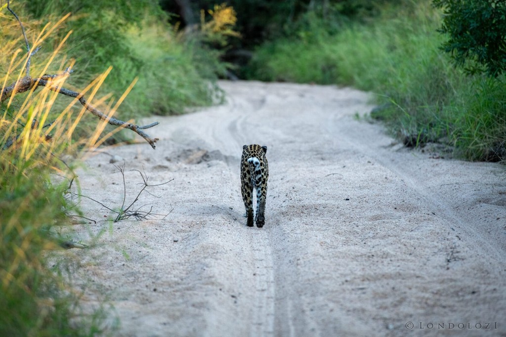 A sad morning for a mother leopard: l8r.it/lP6b

#londolozi #thelondolozieffect #relais #relaischateaux #wildlifeblog #luxurysafari #safari #leopard #leopardcub