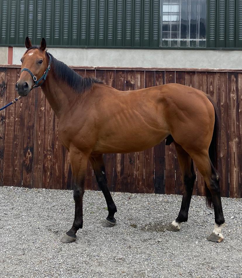 LorusProjects's tweet image. We lost Paddys Planet earlier this evening. He had been retired just 5 weeks ago with a recurrence of a tendon and today was taken ill with breathlessness and fluid on his lungs. So sad to lose him he brought an awful lot of happiness

Sleep Well Paddys Planet!🏇🏿