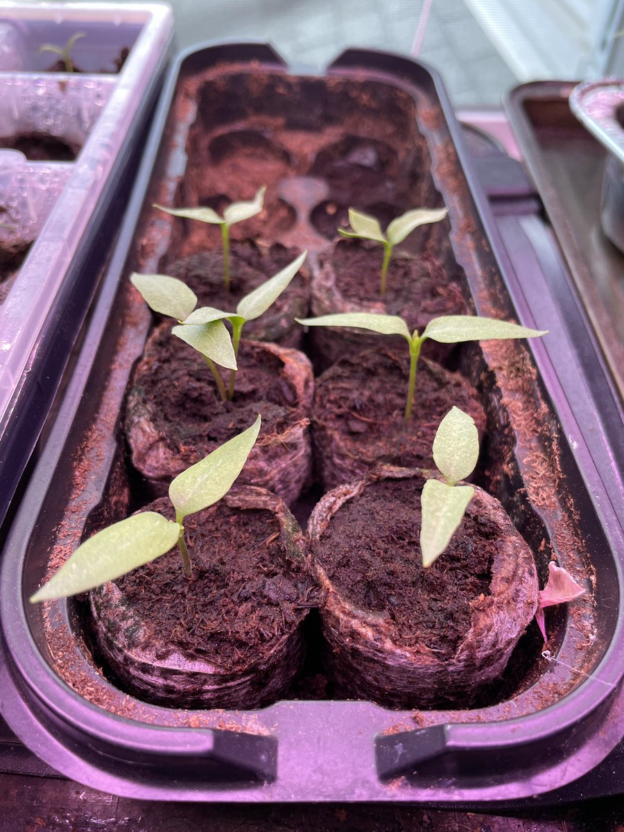 #Greenchilie #Hatch #Hotpeppers #peppers 
Got about 2 dozen Hatch Green Chilies 🌶️ started… grew them in pots on deck last year & plants were loaded👍. City farming🤷🏻‍♀️