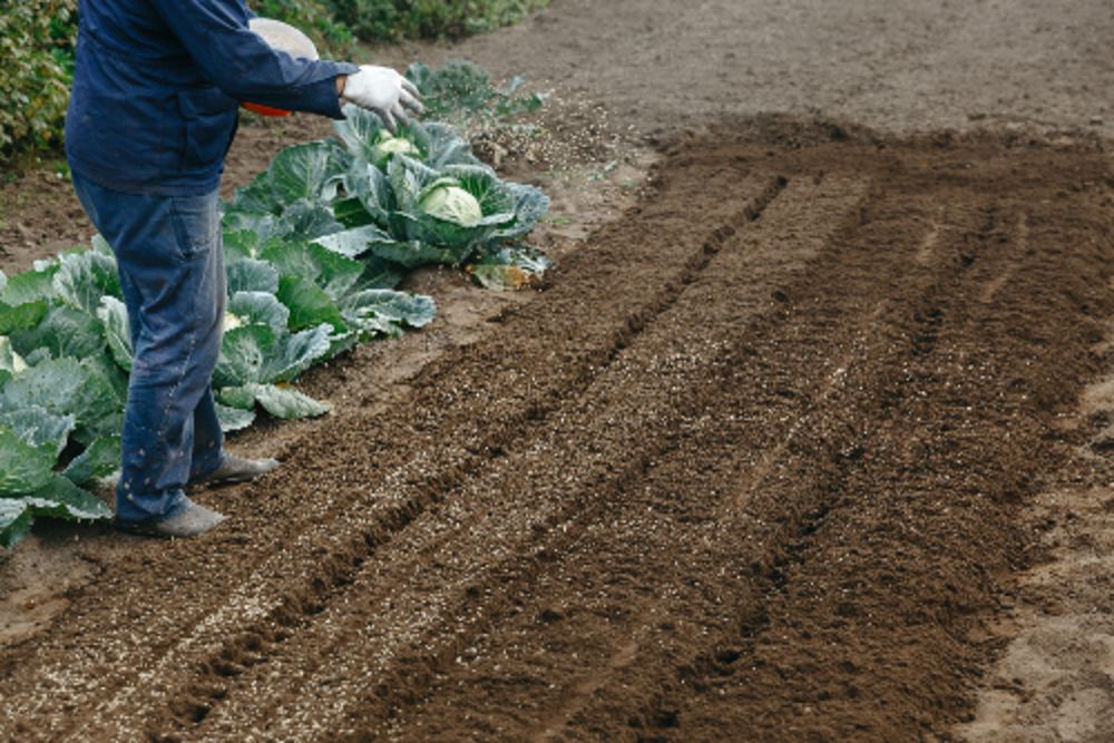 How to Grow Lettuce: Tips for Care and Maintenance

Full guide 💬👀👉: sunnyveggie.com/how-to-grow-le…

#GardeningX #GardeningTwitter #gardeninguk #GreenThumb #plants #indoorplants #nature #Greenery #Spring #homegardening  #gardeningideas #MyGarden #soilhealth #organic #UkraineWar