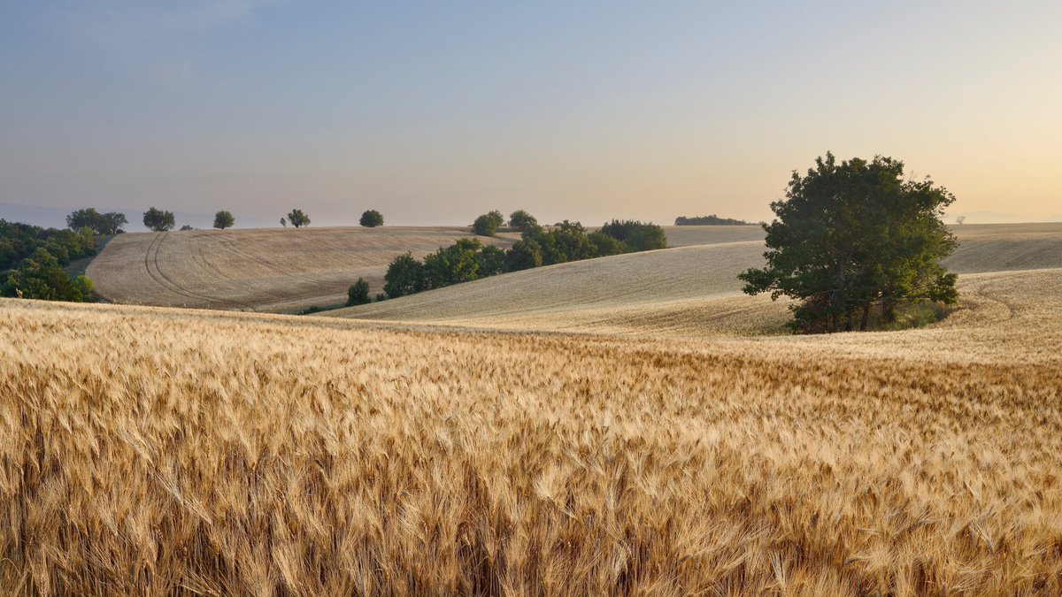 La simplification de la PAC votée hier par @Europarl_FR témoigne d'une évolution profonde suite à notre mobilisation : une meilleure écoute de nos réalités agricoles 🌱 Pour les céréaliers 🇫🇷🇪🇺, l'abandon des jachères reconnait ainsi notre rôle essentiel pour produire plus et