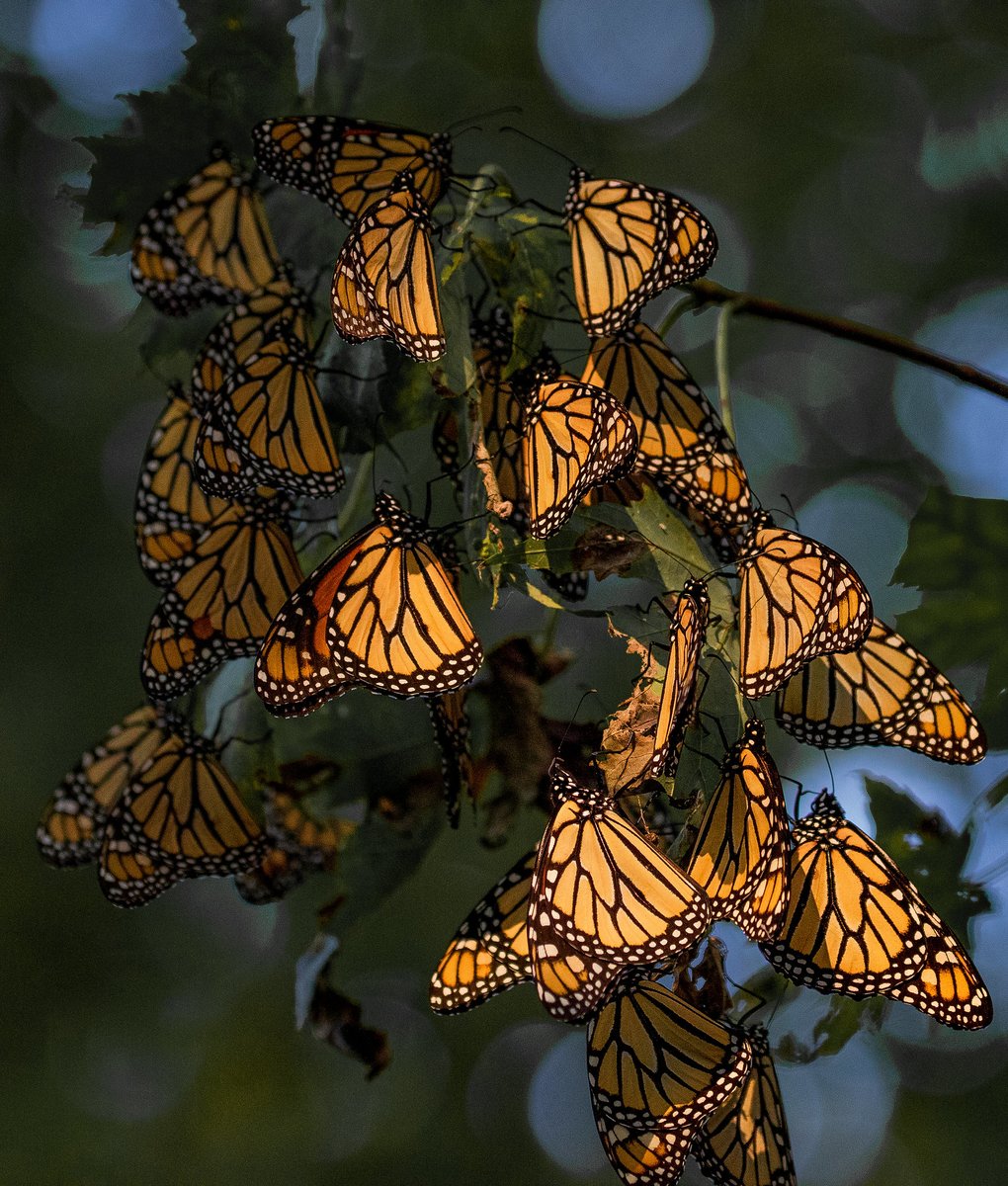 Have you noticed any changes in the number of #MonarchButterflies near your home? Learn more about how monarch populations are shifting, and how you can help, here: ow.ly/JYju50RobYJ 📸Mike Budd/USFW