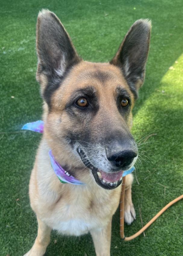 Meet Paxton #A2128982, our @ktla #petoftheweek

Paxton is a gentle guy that's easy to leash, walk, knows his commands, and loves to play ball! Paxton is 9-years-old, 98-lbs, and available to adopt or foster from our East Valley Center after 3pm today. #lacitypets #adopt #foster