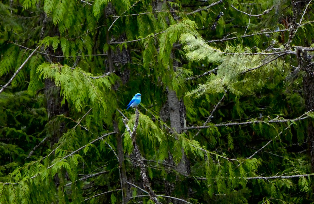 The dot of blue again, another #mountain #bluebird showing up. #forest #spring